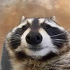 Raccoon Music Videos