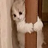 momo._.khanajam