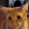 kittysandturtles