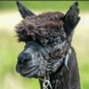 CodeNameAlpaca