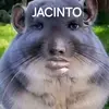 jacintococozao