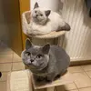 catmoments21