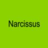 Narcissus