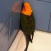 tenderzed