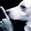 pup_kup
