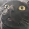 uwulius