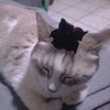 gattoct