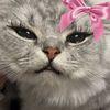 kristyn377