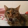 ilikecats________