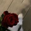 aseelelfadil111111