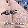 flashy_pigeon