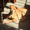 ramses....1