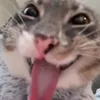 sszeayay