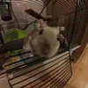 nole_the_hamster