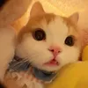 nqoc.ig