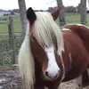 peps_du_00