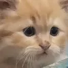 angelita_cats