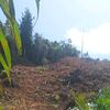 eliansyah67