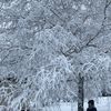 zara_11_11_