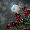 moonar43