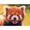 redpandaintrovert