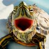 turtlemusicvideos