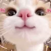_claii0