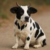 moobarkmeow