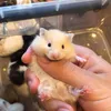 chillhamster8