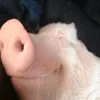 pissdoball
