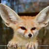 joseph_the.fennecfox