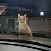 shibalovesyou