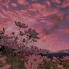 rosebraveheartdesert
