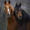 ahsan.ali361