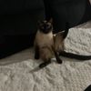 saralea1