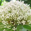 nguyenthuan271079