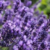 lavanda5511