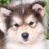dawgsandpups