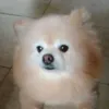 nuggetspicy01