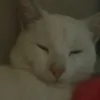 andu_viraca