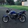 tiger_biru02
