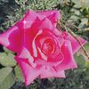 gohar56irf