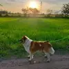 khunsuek.watvee