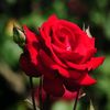 aminah_binti_hashim
