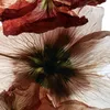 somm_1241
