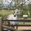 your_local_silly_horse_