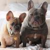 5th Avenue French Bulldogs