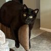 mr_jinx.blackcat