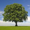tree_11111