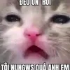 cobaymau26